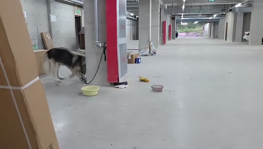 遛平安的一周