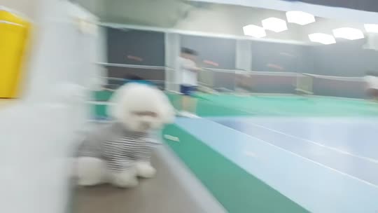 羽毛球