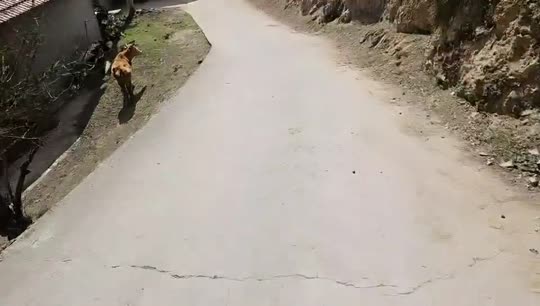 变形计