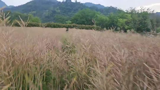 798集训