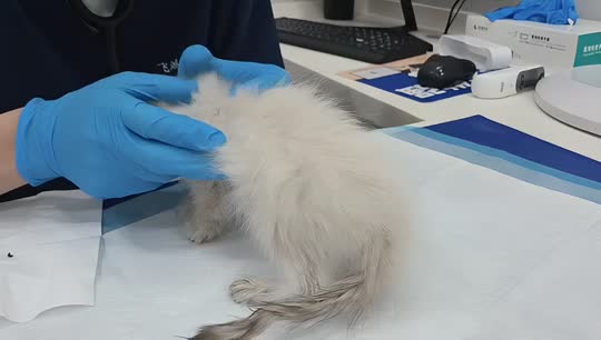 救助小猫