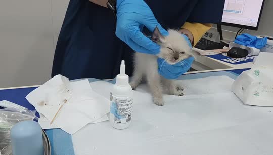 救助小猫