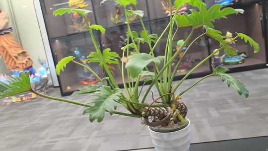 欢迎来到我的直播间