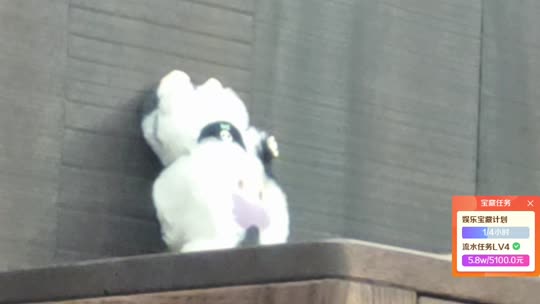 陈朝朝小镇日记
