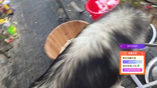 黑粉宝宝回家吧