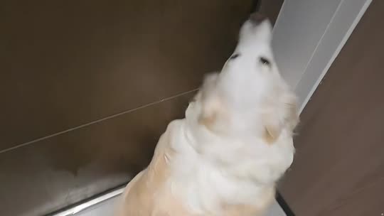聊天