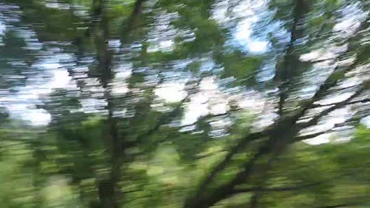 798重庆233ZKL交换生
