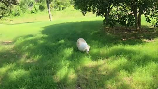 直播了