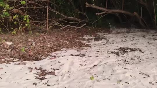 荒岛求生