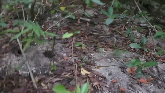 挑战72小时不下播