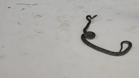 72小时不下播