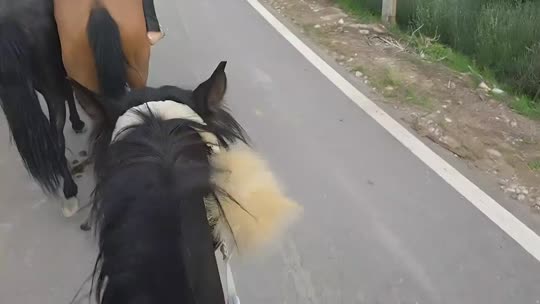 来都来了 伊犁