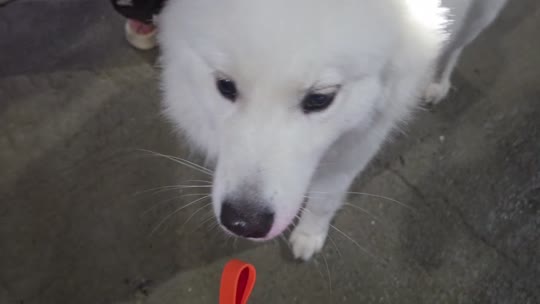 798日常～苏 阳 狮