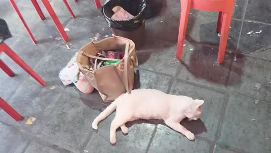 798up 重庆我来啦
